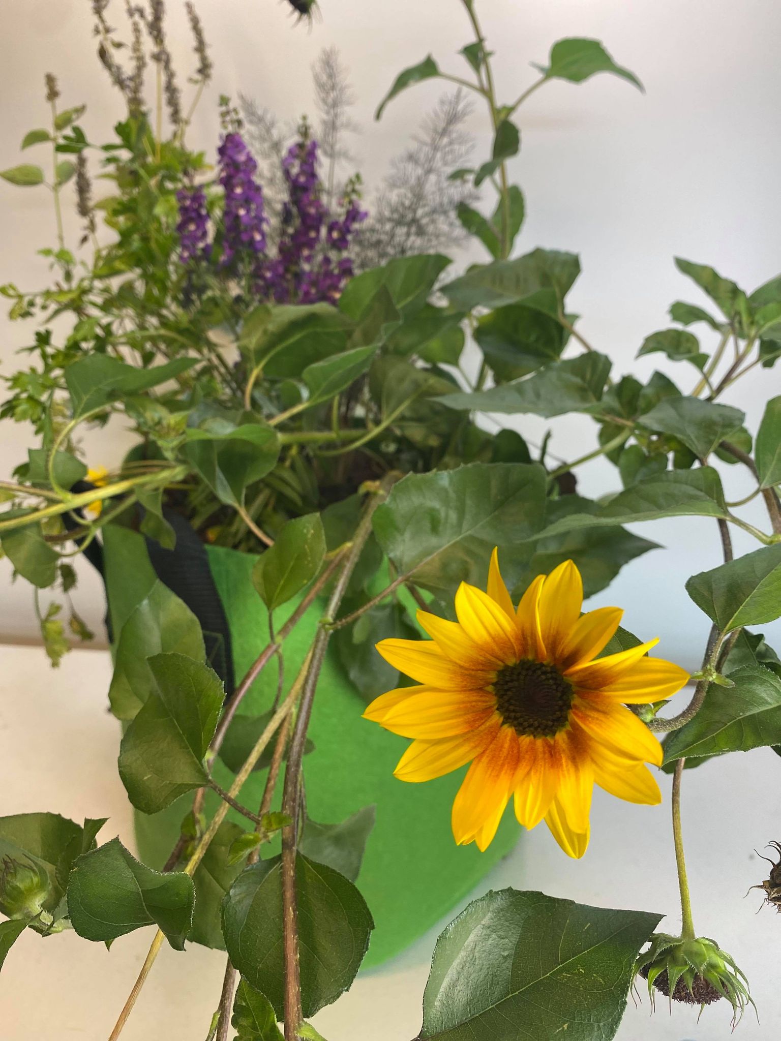 GrowBag Lab – Pollinator